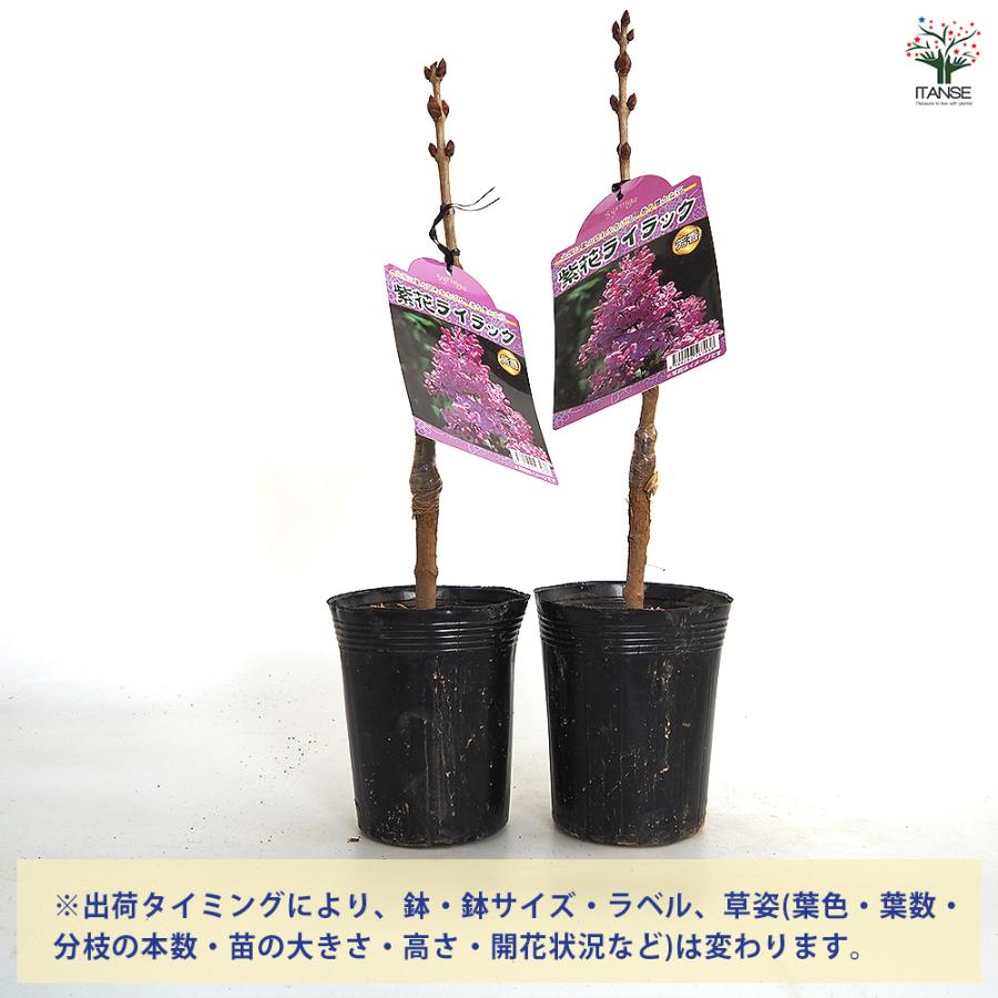 ライラック 紫花 花木苗 4号/1個売り 花木 園芸品種 観賞用