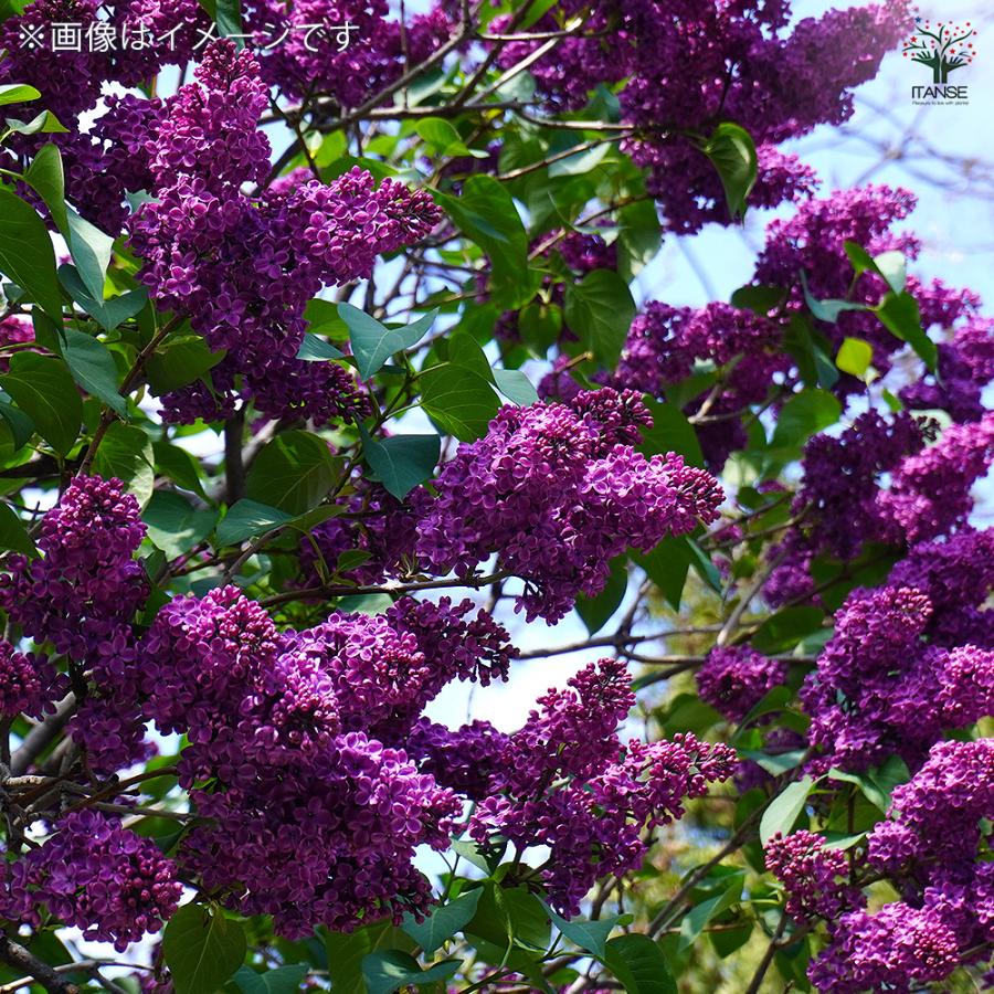 ライラック 紫花 花木苗 4号/1個売り 花木 園芸品種 観賞用