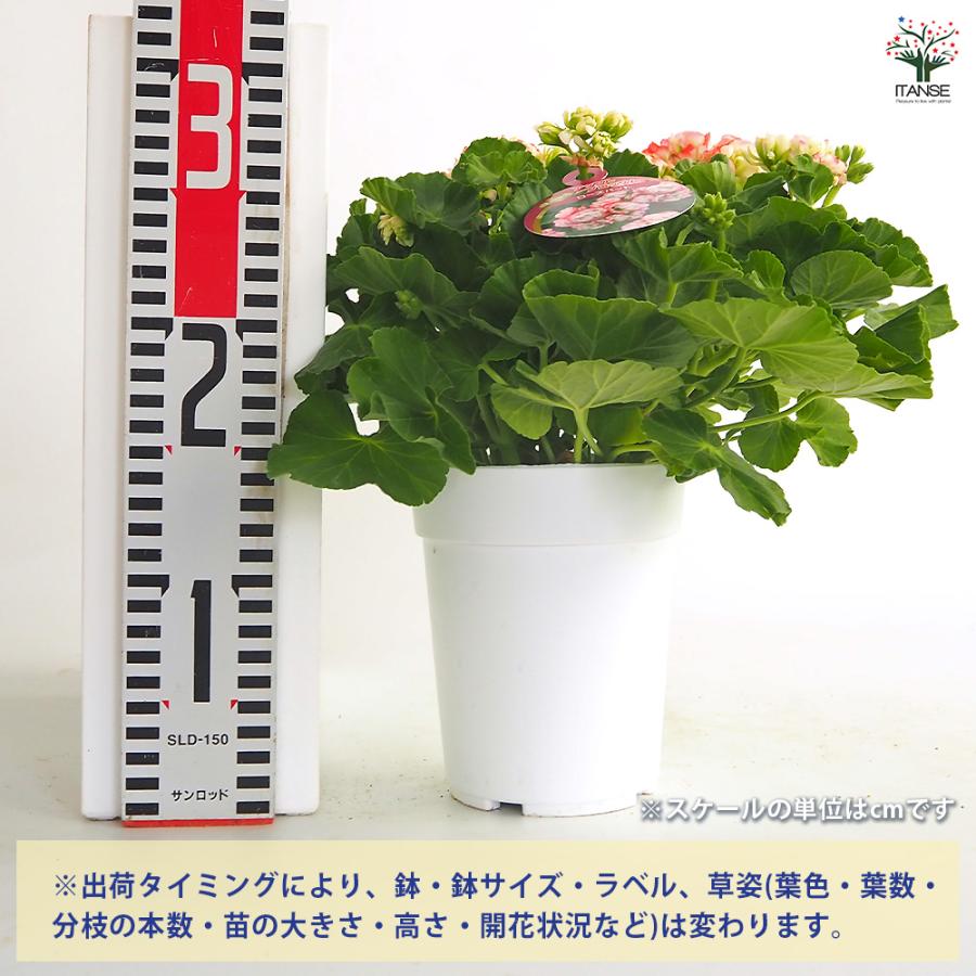 ゼラニウム アップルブロッサムローズバット 花苗 4号/1個売り 花の苗
