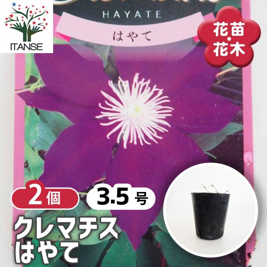 【こはな】【ゆいか】　2苗クレマチス クレマチス はやて 花苗 3.5号/お買い得2個セット 花の苗 花木の苗