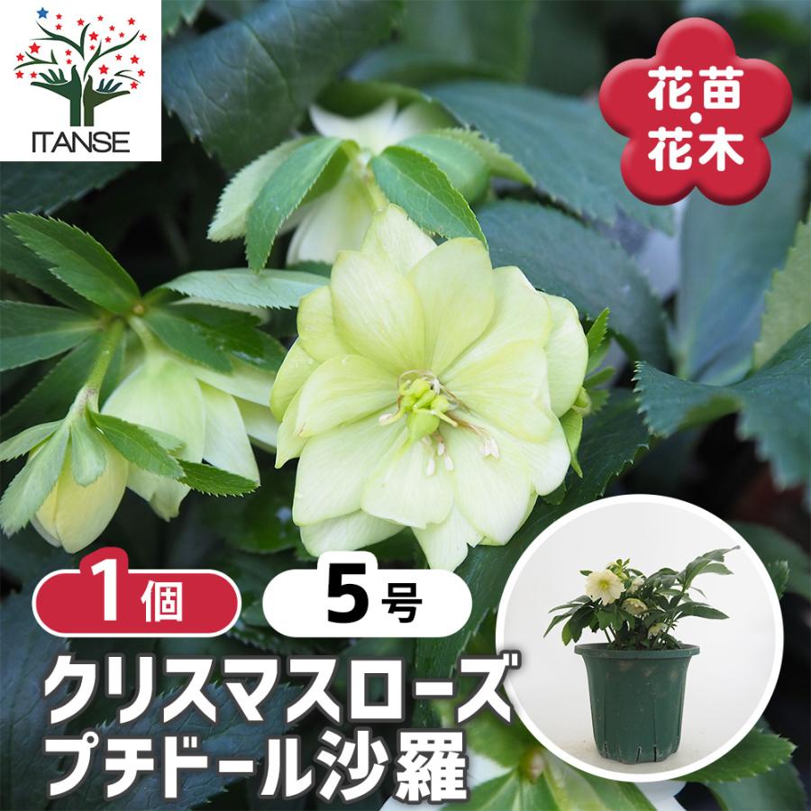 クリスマスローズ プチドール沙羅 花苗 5号/1個売り クリスマスローズ