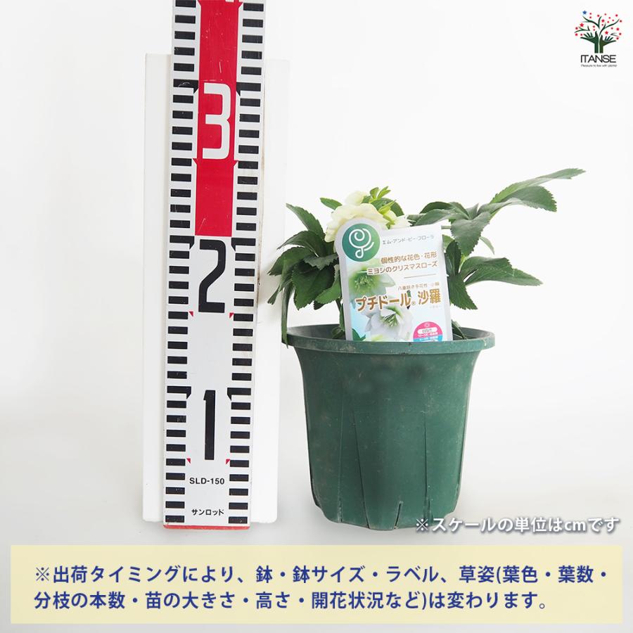 クリスマスローズ プチドール沙羅 花苗 5号/1個売り クリスマスローズ