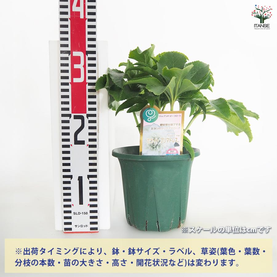 クリスマスローズ認定プリマベーラ ホワイトゴールド開花苗 クリスマスローズ 認定プリマヴェーラホワイトゴールド 加藤農園