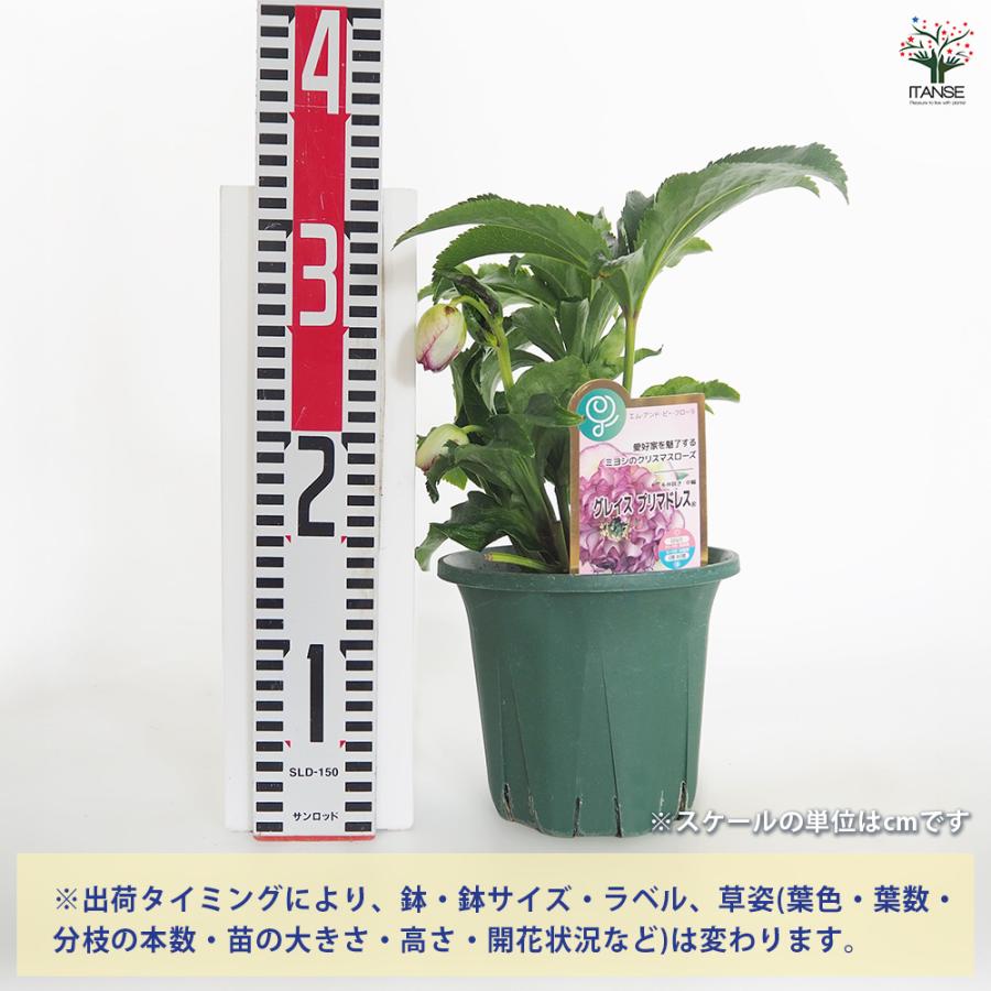 クリスマスローズ グレイスプリマドレス 花苗 5号/1個売り クリスマス