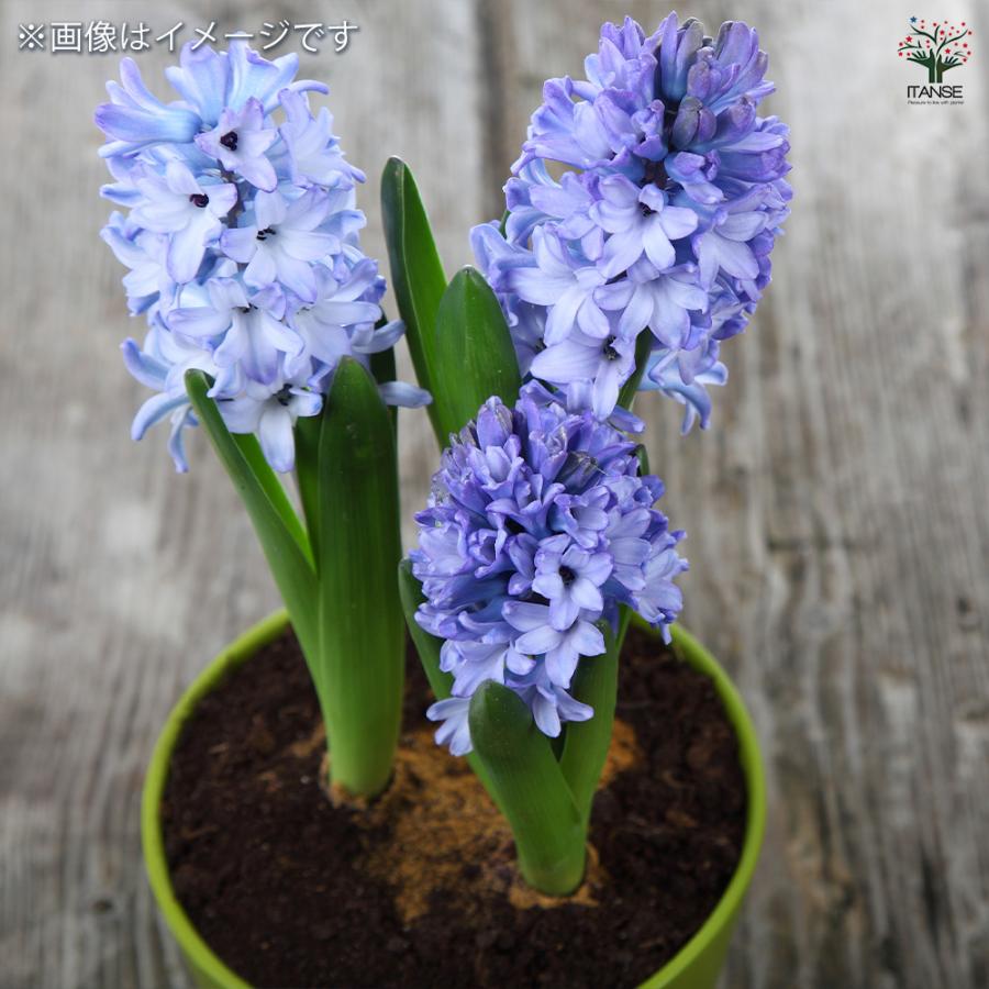 ヒヤシンス 空色 花苗 3号/1個売り 球根の花 鉢植え 地植え