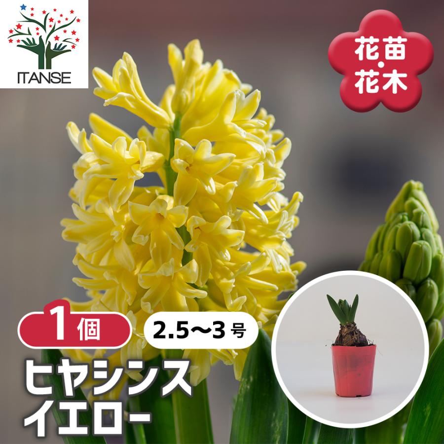 ヒヤシンス イエロー 花苗 3号/1個売り 球根の花 鉢植え 地植え
