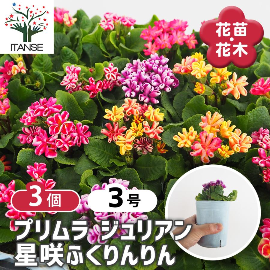 プリムラ ジュリアン 星咲ふくりんりん 花苗 3号/お買い得3個セット