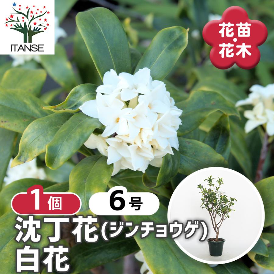 苗木・植木 沈丁花 白 90センチ
