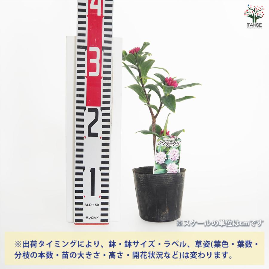 沈丁花 (ジンチョウゲ) 赤花 花木苗 3.5号/1個売り 日本三大香木
