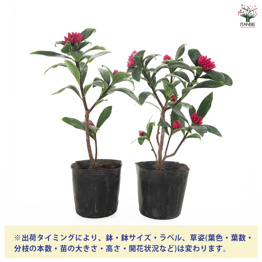 沈丁花 (ジンチョウゲ) 赤花 花木苗 3.5号/1個売り 日本三大香木