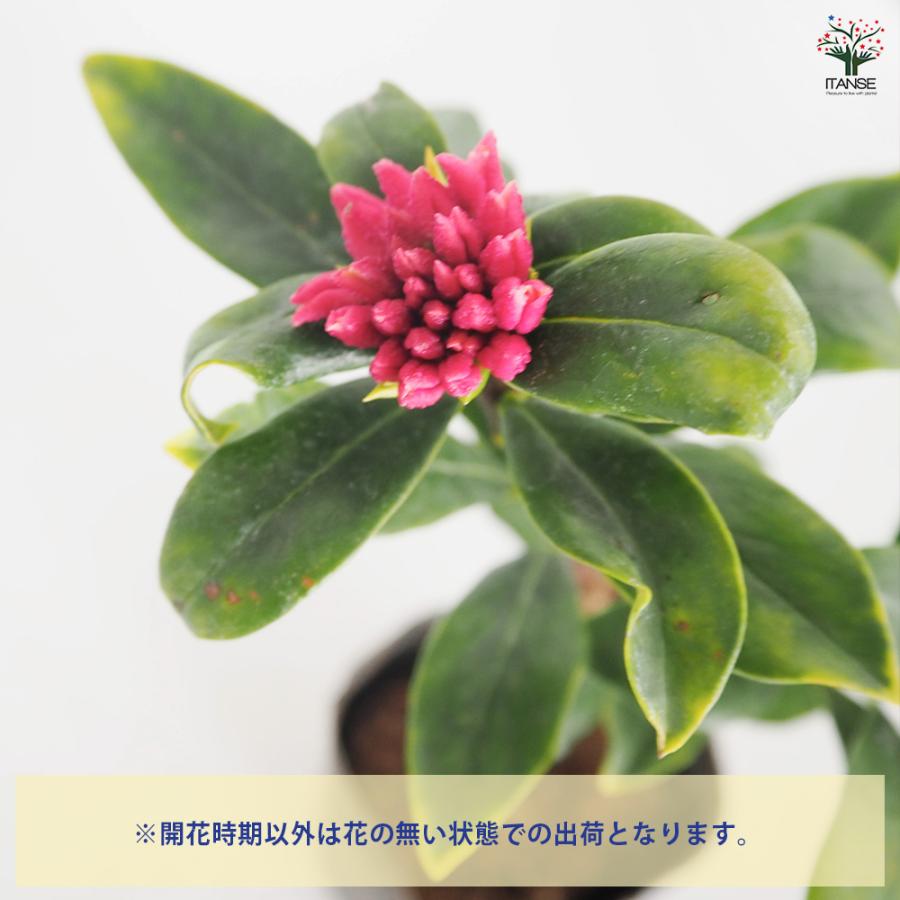 沈丁花 (ジンチョウゲ) 赤花 花木苗 3.5号/1個売り 日本三大香木