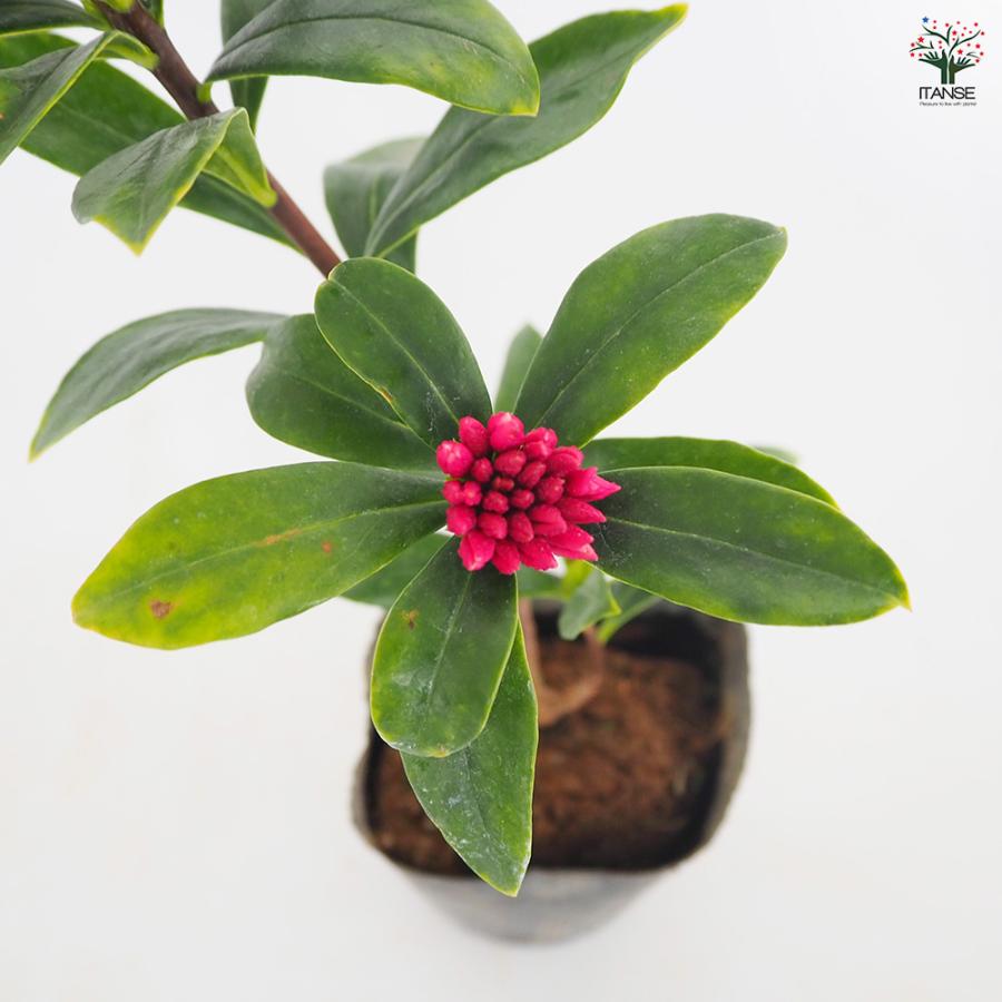 沈丁花　赤１００センチ Amazon.co.jp: 【花終わり株 】ジンチョウゲ 苗 苗木 沈丁花『 赤花