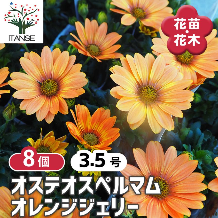 オステオスペルマム オレンジジェリー 花苗 3.5号/お買い得8個セット