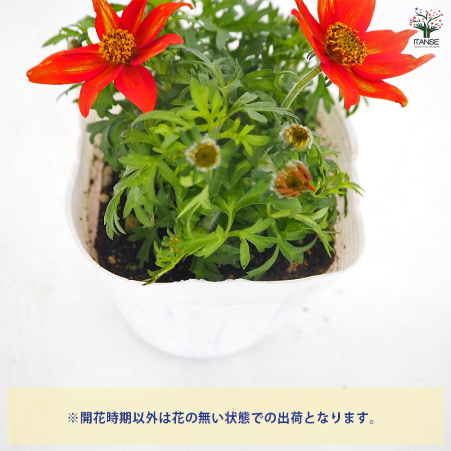 ビデンス ジュジュブラッドオレンジ 花苗 3.5号/1個売り ゴールデン