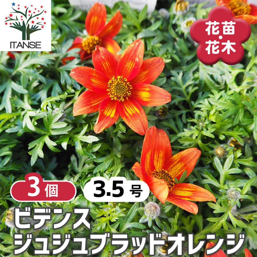 ビデンス ジュジュブラッドオレンジ 花苗 3.5号/お買い得3個セット