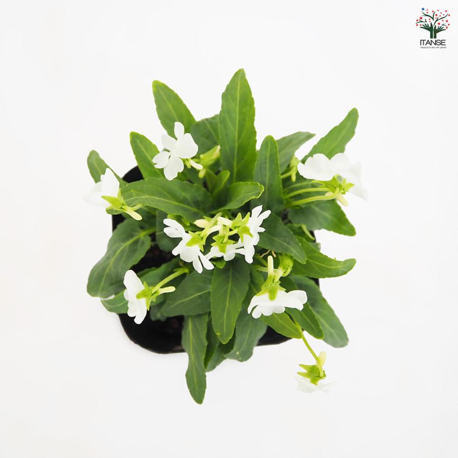 日本スミレ 白花ノジスミレ 花苗 3号/お買い得4個セット 菫 すみれの花
