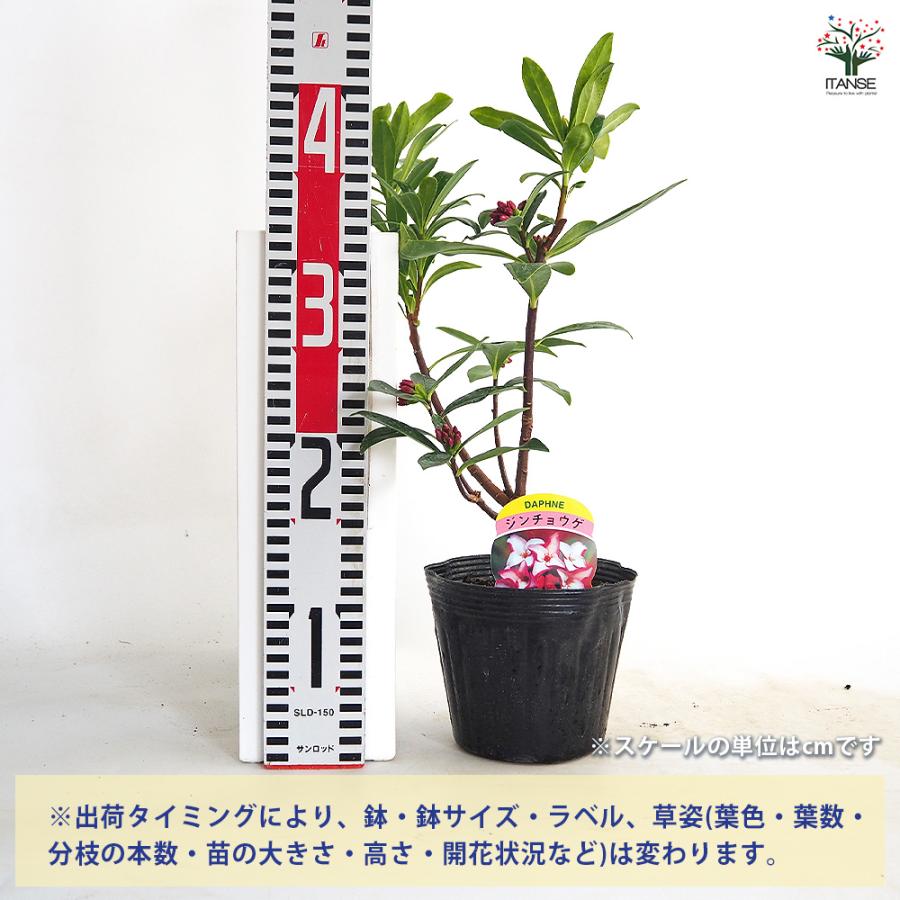 沈丁花 (ジンチョウゲ) 赤花 花木苗 4号/1個売り 日本三大香木