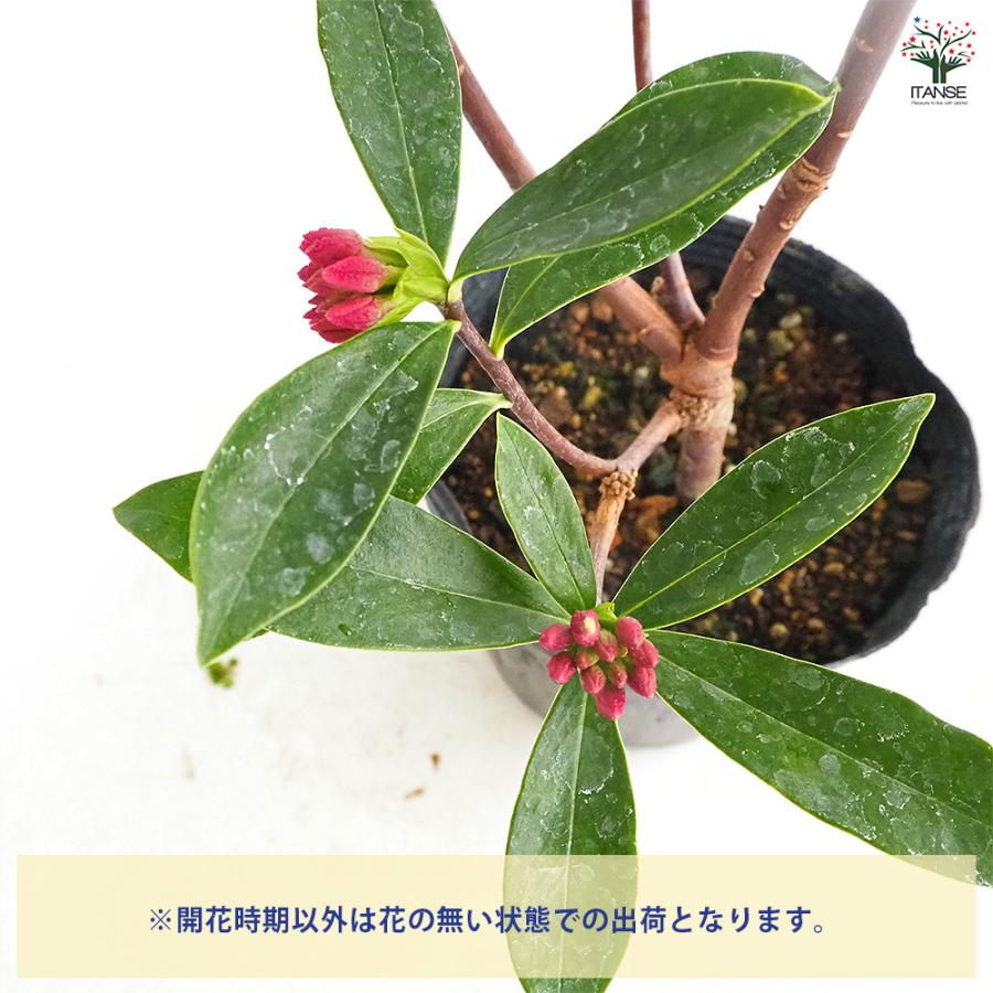 沈丁花 (ジンチョウゲ) 赤花 花木苗 4号/1個売り 日本三大香木