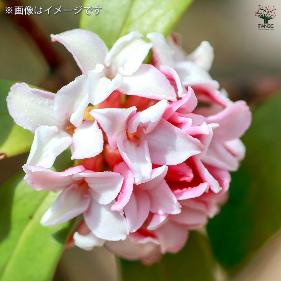沈丁花 (ジンチョウゲ) 赤花 花木苗 4号/1個売り 日本三大香木