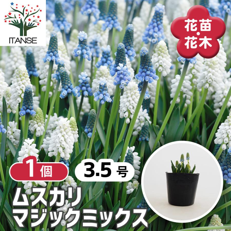 ムスカリ マジックミックス 花苗 3.5号/1個売り 球根 花の球根 むす