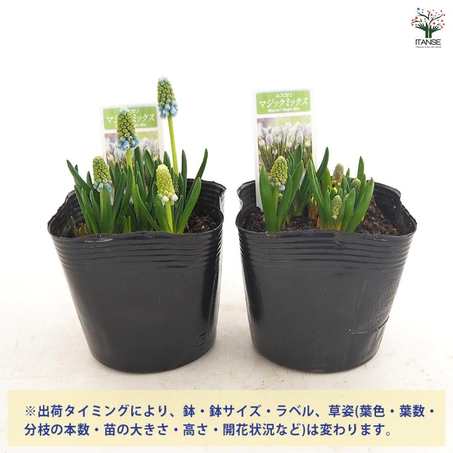 ムスカリ マジックミックス 花苗 3.5号/1個売り 球根 花の球根 むす