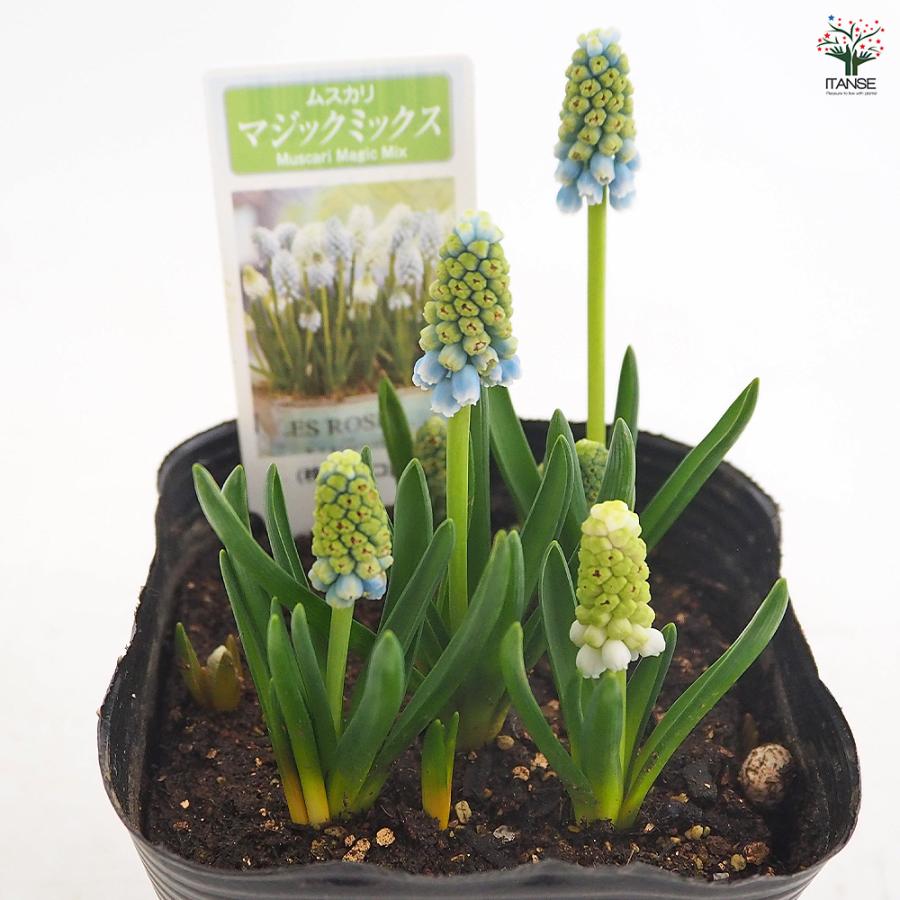 ムスカリ マジックミックス 花苗 3.5号/1個売り 球根 花の球根 むす