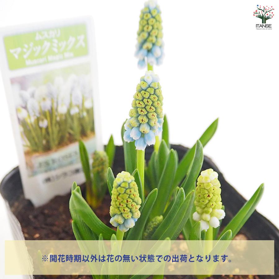 ムスカリ マジックミックス 花苗 3.5号/お買い得9個セット 球根 花の
