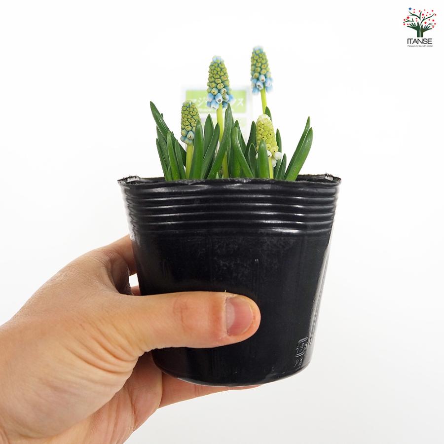 6月発送ご希望 ムスカリ球根 ムスカリ マジックミックス 花苗 3.5号/お買い得9個セット 球根 花の
