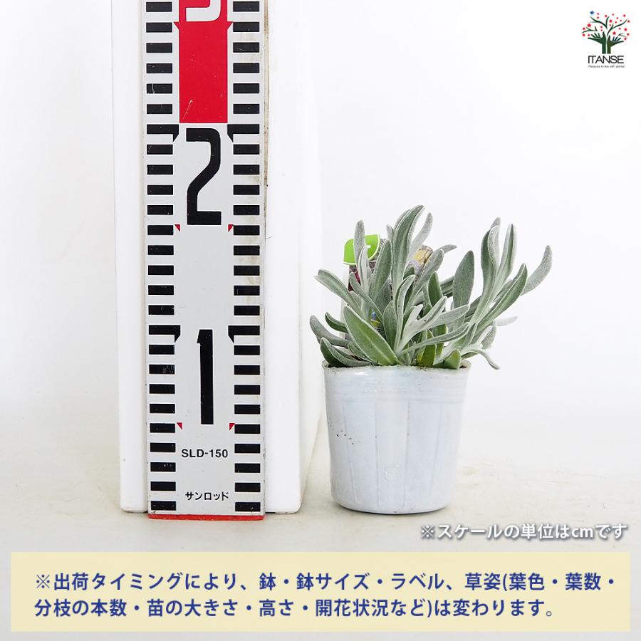 ディデルタ シルバーストランド 花苗 3号/お買い得8個セット 寄せ植え