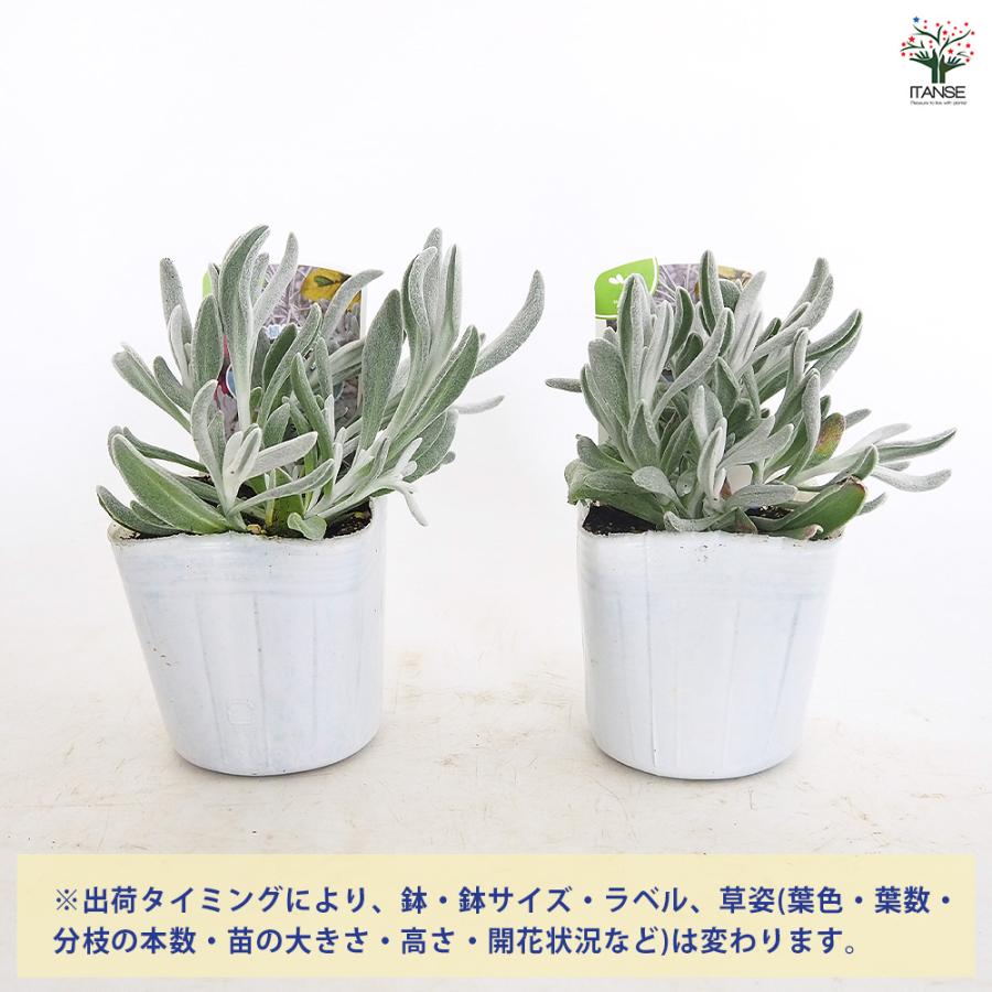 ディデルタ シルバーストランド 花苗 3号/お買い得8個セット 寄せ植え