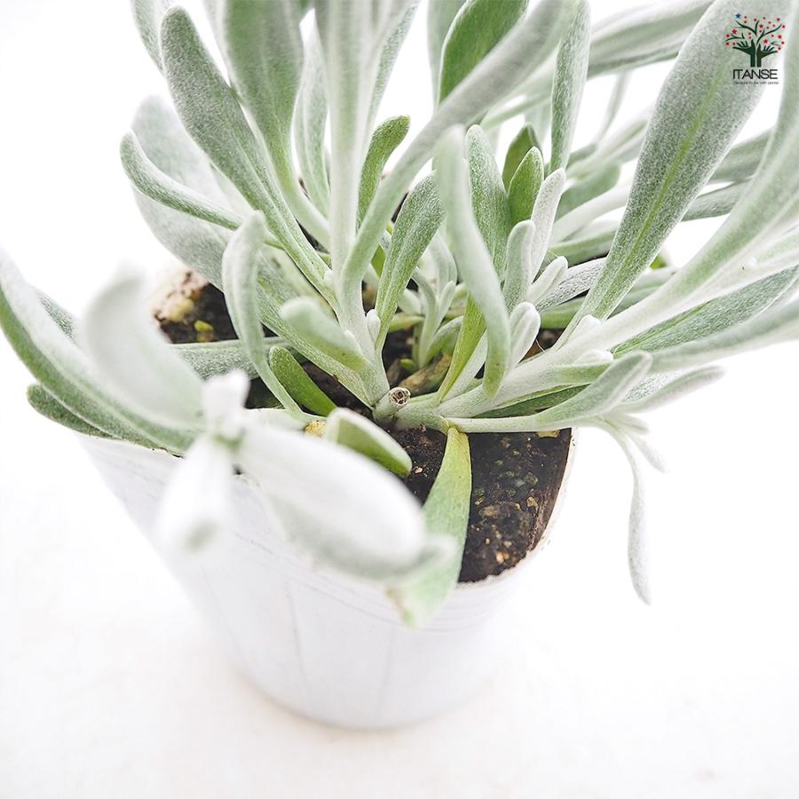 ディデルタ シルバーストランド 花苗 3号/お買い得8個セット 寄せ植え