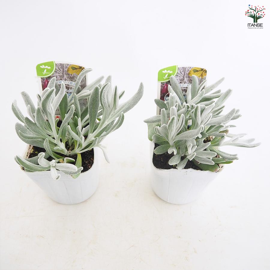 ディデルタ シルバーストランド 花苗 3号/お買い得8個セット 寄せ植え