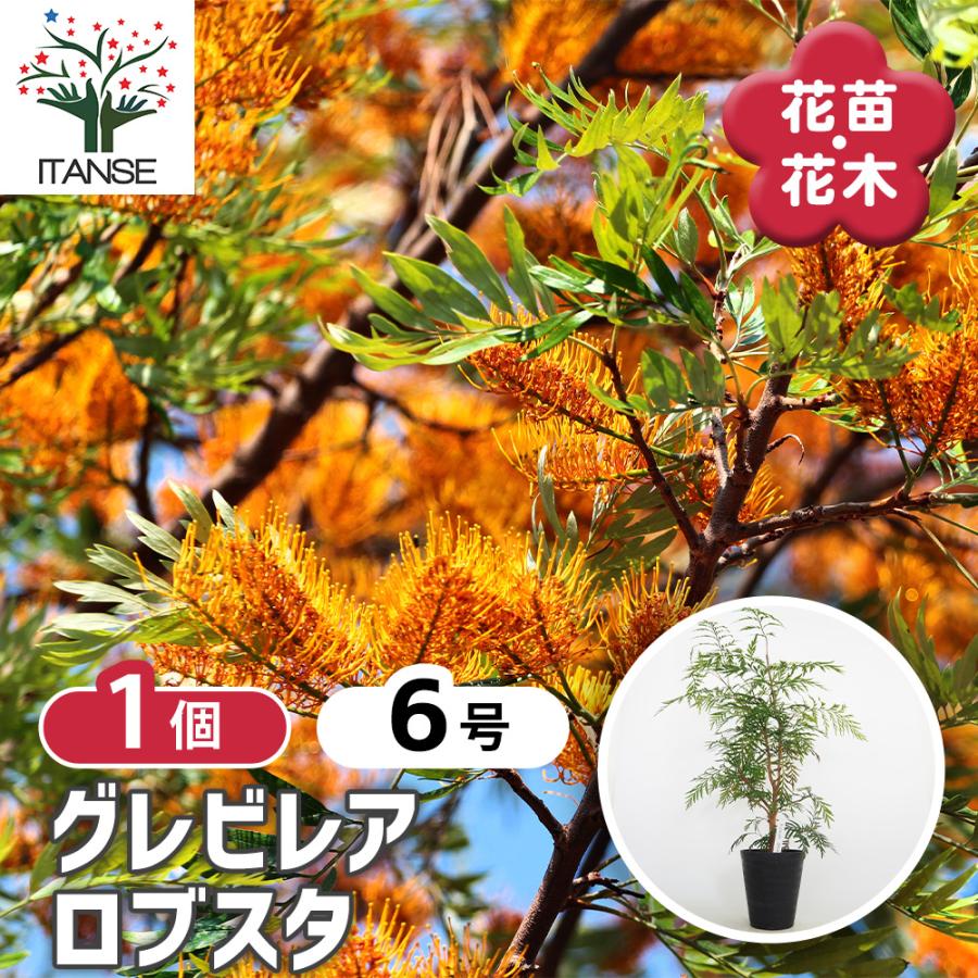 グレビレア ロブスタ 花木苗 6号/1個売り グレビレアの苗木