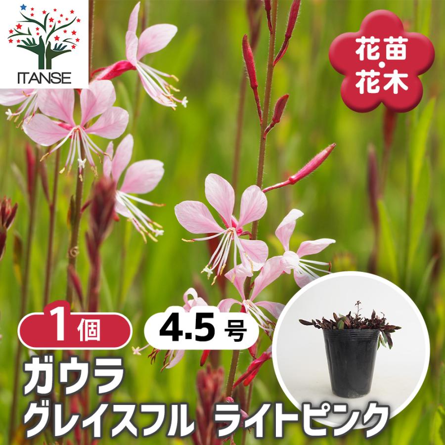 ガウラ グレイスフル ライトピンク 花苗 4.5号/1個売り 花の苗 白蝶草