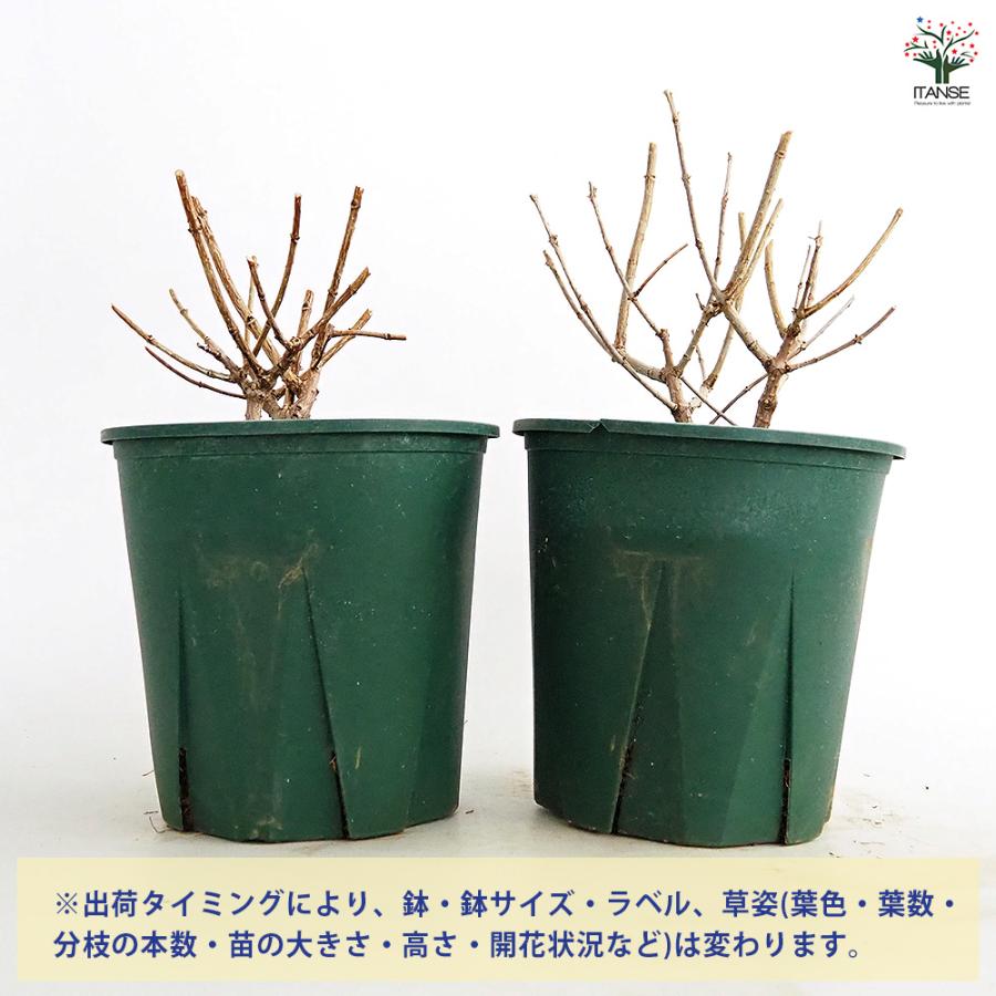 ピラミッドアジサイ プチチェリー 花木苗 6号/1個売り ピラミッド