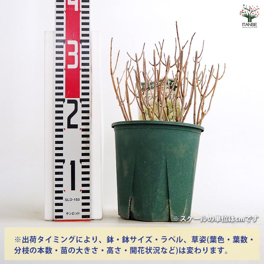 ピラミッドアジサイ ホワイトライト 花木苗 6号/1個売り ピラミッド