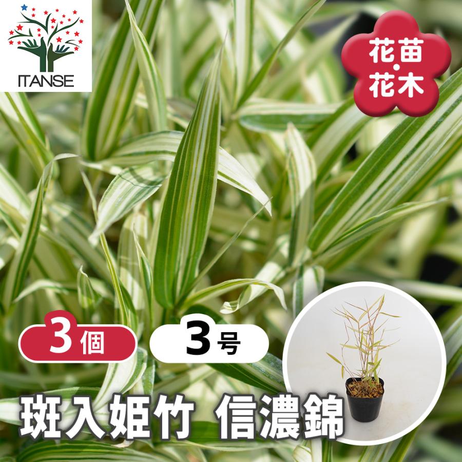 斑入姫竹 信濃錦 花木苗 2.5号/お買い得3個セット タケノコ 稈 竹林 竹