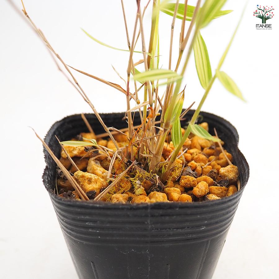 斑入姫竹 信濃錦 花木苗 2.5号/お買い得3個セット タケノコ 稈 竹林 竹