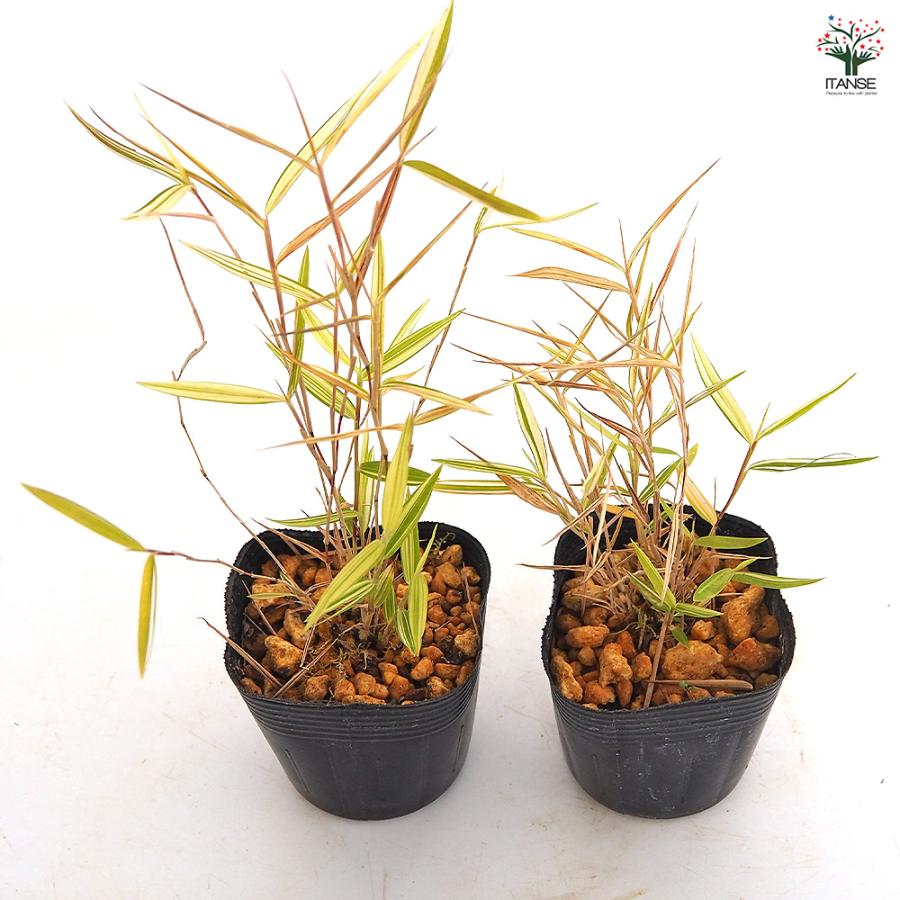 斑入姫竹 信濃錦 花木苗 2.5号/お買い得3個セット タケノコ 稈 竹林 竹