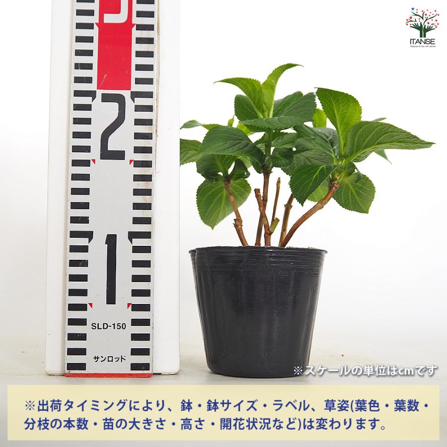 アジサイ 竜宮 花木苗 3.5号/お買い得2個セット あじさい苗 あじさい