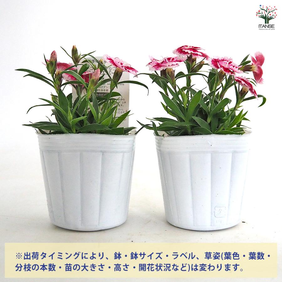 常夏ナデシコ フォーエバー いちごオレ 花苗 3号/お買い得2個セット