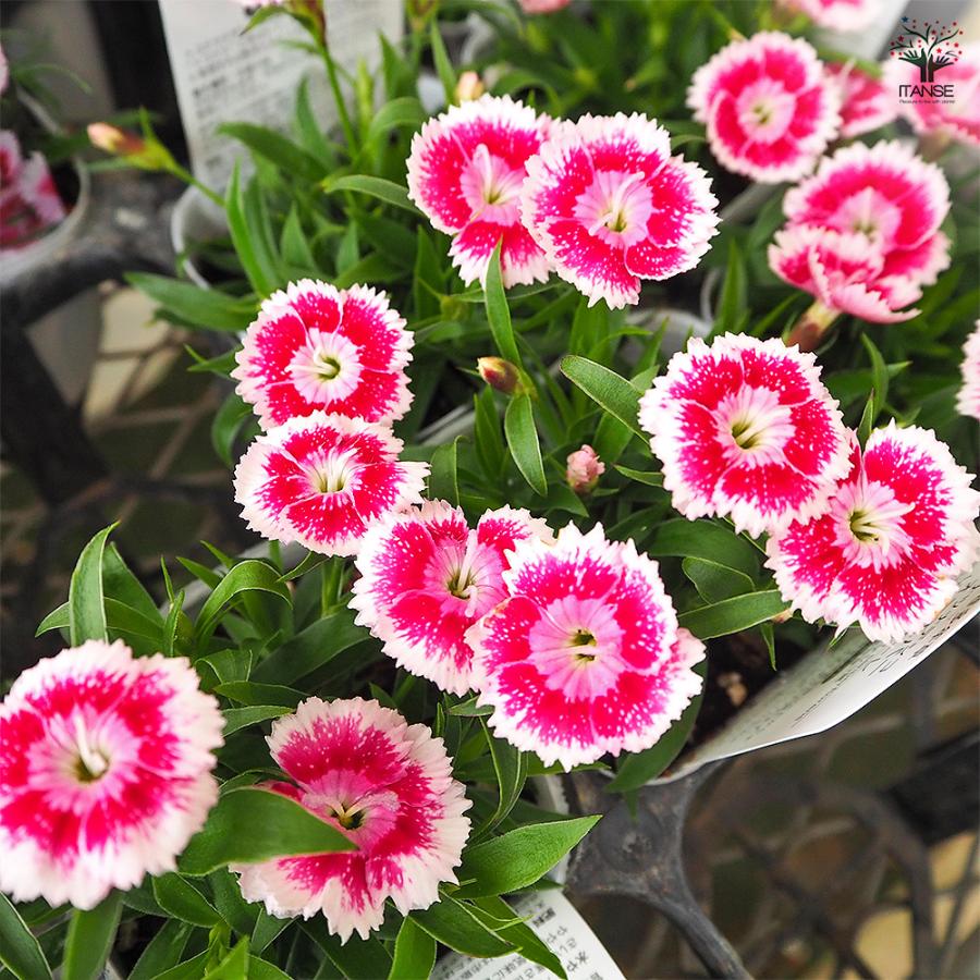 常夏ナデシコ フォーエバー いちごオレ 花苗 3号/お買い得2個セット