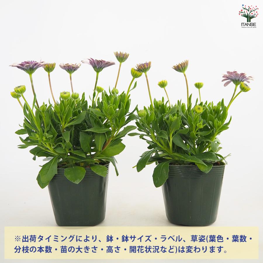 オステオスペルマム ベネチア 花苗 3.5号/1個売り Osteospermum