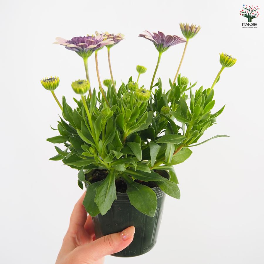 オステオスペルマム ベネチア 花苗 3.5号/1個売り Osteospermum