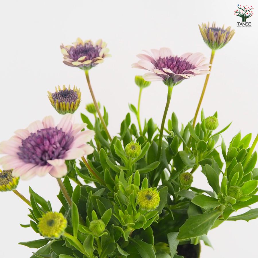 オステオスペルマム ベネチア 花苗 3.5号/1個売り Osteospermum