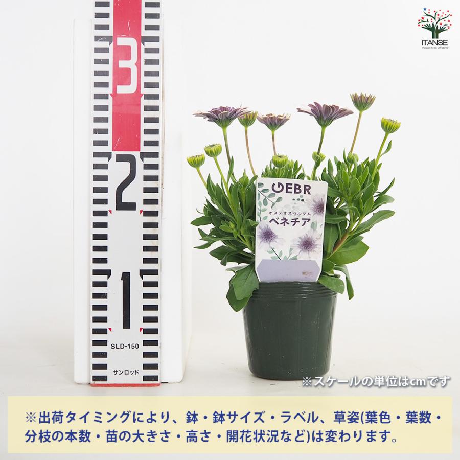 オステオスペルマム ベネチア 花苗 3.5号/お買い得3個セット