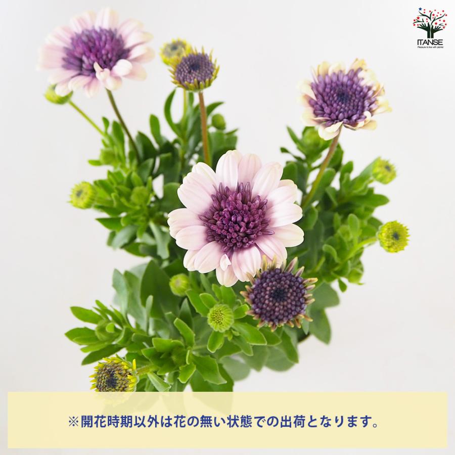 こむぎ様　確認用　オステオスペルマム　ベネチア オステオスペルマム ベネチア 花苗 3.5号/お買い得6個セット
