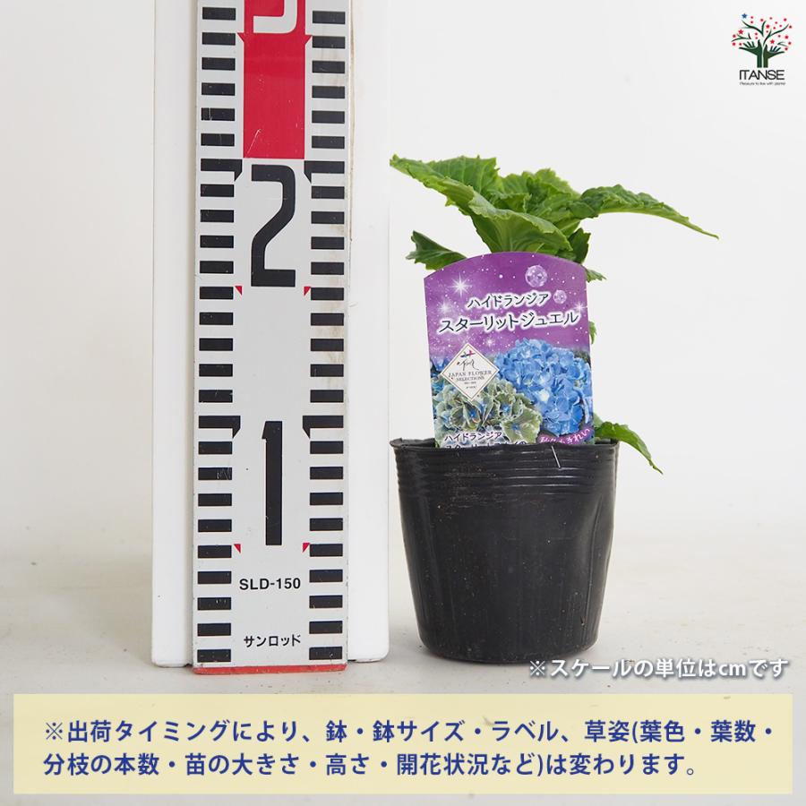 アジサイ スターリットスカイ ジュエル 花木苗 3.5号/1個売り あじさい