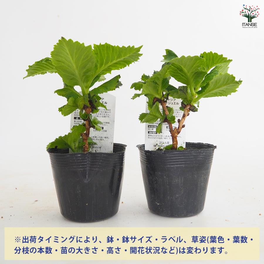 アジサイ スターリットスカイ ジュエル 花木苗 3.5号/1個売り あじさい