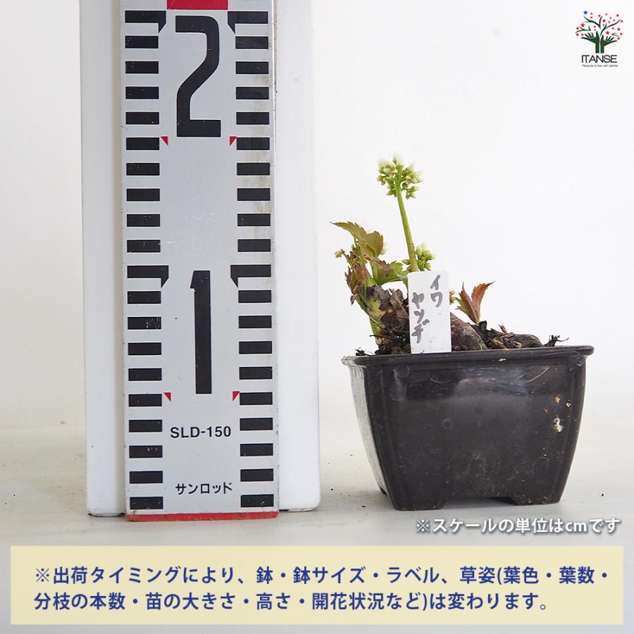 イワヤツデ 花苗 3号/お買い得4個セット タンチョウソウ 丹頂草 掌状葉